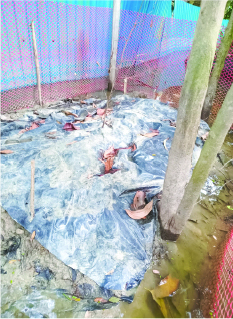 Photo of মো: তানভীর ছিদ্দিকী